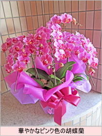 華やかなピンク色の胡蝶蘭